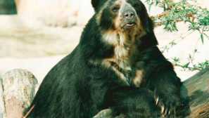 Bodový medvěd nebo anda bear
